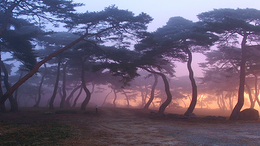 곰사당이 있는 소나무 숲 주변사진