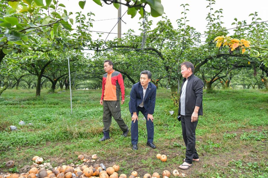 2024년 10월 15일 배 수확기 일소피해 농가 현장방문 이미지