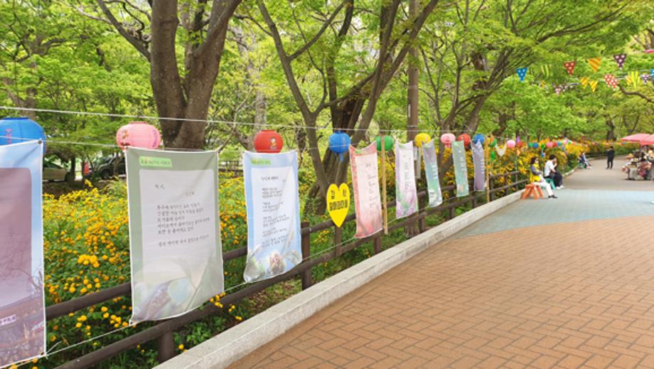 갑사 황매화 축제3